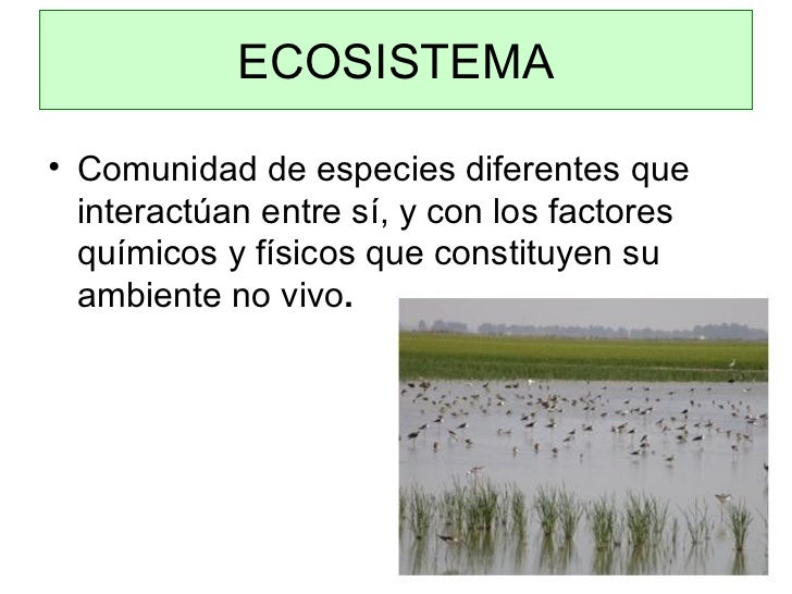 Concepto de ecosistema