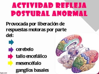ACTIVIDAD REFLEJA
  POSTURAL ANORMAL
Provocada por liberación de
respuestas motoras por parte
del:

    cerebelo
    tallo encefálico
    mesencéfalo
    ganglios basales
 