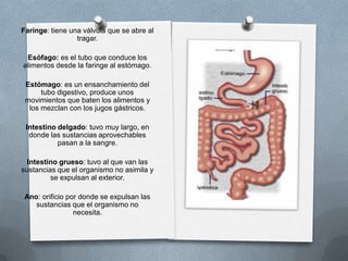 Faringe: tiene una válvula que se abre al
                 tragar.

 Esófago: es el tubo que conduce los
alimentos desde la faringe al estómago.

 Estómago: es un ensanchamiento del
      tubo digestivo, produce unos
 movimientos que baten los alimentos y
  los mezclan con los jugos gástricos.

 Intestino delgado: tuvo muy largo, en
  donde las sustancias aprovechables
           pasan a la sangre.

  Intestino grueso: tuvo al que van las
sustancias que el organismo no asimila y
         se expulsan al exterior.

 Ano: orificio por donde se expulsan las
    sustancias que el organismo no
                 necesita.
 