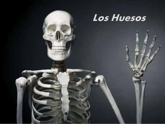 Concepto Clasificación Y Funciones De Los Huesos