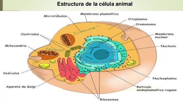 Concepto de célula y postulados de la teoría celular