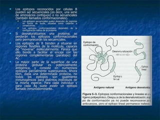 Los epitopos reconocidos por células B pueden ser secuenciales (es decir, una serie de aminoácios contiguos) o no secuenciales (también llamados conformacionales). Los epitopos secuenciales suelen depender de regiones en forma de bucle, situadas entre cadenas a consecutivas. Los epitopos conformacionales dependen de la configuración nativa de la proteína. Si desnaturalizamos una proteína, se perderán los epitopos conformacionales pero permanecerán los secuenciales.  Los epitopos de B tienden a situarse en regiones flexibles de la molécula, capaces de "moverse" molecularmente. Parece que ello tiende a facilitar el encaje con las regiones complementarias (paratopo) del Ac.  La mayor parte de la superficie de una proteína globular es potencialmente antigénica, y consiste en numerosos epitopos parcialmente superpuestos. Ahora bien, dada una determinada proteína, no todos los epitopos son igualmente inmunogénicos para distintos individuos de la misma especie. Para cada individuo y para cada Ag suele existir un epitopo llamado inmunodominante. 