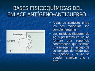 BASES FISICOQUÍMICAS DEL ENLACE ANTÍGENO-ANTICUERPO. Áreas de contacto entre las dos moléculas son complementarias. Los residuos fijadores de Ag´s presentes en un Ac forman una superficie contorneada que semaja una imagen en espejo de su epitopo, de modo que tal epitopo y el Ac se pueden amoldar uno a otro. 