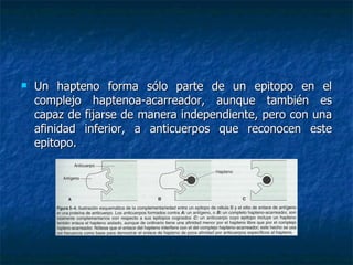 Un hapteno forma sólo parte de un epitopo en el complejo haptenoa-acarreador, aunque también es capaz de fijarse de manera independiente, pero con una afinidad inferior, a anticuerpos que reconocen este epitopo. 