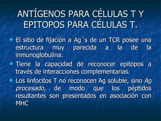 ANTÍGENOS PARA CÉLULAS T Y EPITOPOS PARA CÉLULAS T. El sitio de fijación a Ag´s de un TCR posee una estructura muy parecida a la de la inmunoglobulina. Tiene la capacidad de reconocer epitopos a través de interacciones complementarias. Los  linfocitos T no reconocen Ag soluble, sino  Ag procesado , de modo que los péptidos resultantes son presentados en asociación con MHC 