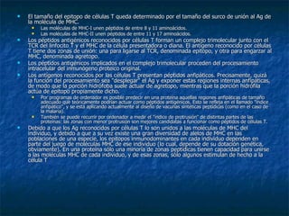 El tamaño del epitopo de células T queda determinado por el tamaño del surco de unión al Ag de la molécula de MHC. Las moléculas de MHC-I unen péptidos de entre 8 y 11 aminoácidos. Las moléculas de MHC-II unen péptidos de entre 11 y 17 aminoácidos. Los péptidos antigénicos reconocidos por células T forman un complejo trimolecular junto con el TCR del linfocito T y el MHC de la célula presentadora o diana. El antígeno reconocido por células T tiene dos zonas de unión: una para ligarse al TCR, denominada epitopo, y otra para engarzar al MHC, denominada agretopo.  Los péptidos antigénicos implicados en el complejo trimolecular proceden del procesamiento intracelular del inmunógeno proteico original.  Los antígenos reconocidos por las células T presentan péptidos anfipáticos. Precisamente, quizá la función del procesamiento sea "desplegar" el Ag y exponer estas regiones internas anfipáticas, de modo que la porción hidrófoba suele actuar de agretopo, mientras que la porción hidrófila actúa de epitopo propiamente dicho. Por programas de ordenador es posible predecir en una proteína aquellas regiones anfipáticas de tamaño adecuado que teóricamente podrían actuar como péptidos antigénicos. Esto se refleja en el llamado "índice anfipático", y se está aplicando actualmente al diseño de vacunas sintéticas peptídicas (como en el caso de la malaria). También se puede recurrir por ordenador a medir el "índice de protrusión" de distintas partes de las proteínas: las zonas con menor protrusión son mejores candidatas a funcionar como péptidos de células T. Debido a que los Ag reconocidos por células T lo son unidos a las moléculas de MHC del individuo, y debido a que a su vez existe una gran diversidad de alelos de MHC en las poblaciones de una especie, los epitopos inmunodominantes en cada individuo dependen en parte del juego de moléculas MHC de ese individuo (lo cual, depende de su dotación genética, obviamente). En una proteína sólo una minoría de zonas peptídicas tienen capacidad para unirse a las moléculas MHC de cada individuo, y de esas zonas, sólo algunos estimulan de hecho a la célula T  