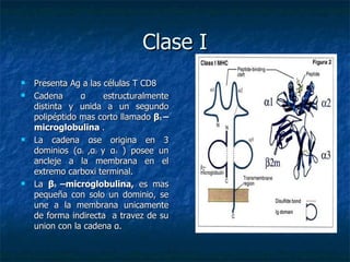 Clase I Presenta Ag a las células T CD8 Cadena  α  estructuralmente distinta y unida a un segundo polipéptido mas corto llamado  β 2  –microglobulina  . La cadena  α se origina en 3 dominios ( α 1  , α 2  y  α 3  ) posee un ancleje a la membrana en el extremo carboxi terminal. La  β 2  –microglobulina,  es mas pequeña con solo un dominio, se une a la membrana unicamente de forma indirecta  a travez de su union con la cadena  α . 