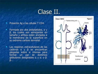 Clase II. Presenta Ag a las células T CD4. Formada por dos polipéptidos,  α  y  β , los cuales son semejantes en tamaño y ambos están anclados a la membrana de la superficie en su extremo carboxi terminal. Las regiones extracelulares de las cadenas  α  y  β  se encuentran plegadas sobre si mismas para formar un par de dominios globulares designados  α 1  y  α 2  o  β 1   β 2  . 