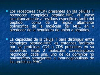 Los receptores (TCR) presentes en las células T reconocen complejos péptido-MHC al unirse simultáneamente a residuos específicos tanto del péptido  como de la región altamente polimorfica de la molécula del MHC en y alrededor de la hendidura de unión a péptidos. La capacidad de la célula T para distinguir entre complejos péptido-MHC es entonces facilitada por las proteínas CD4 o CD8 presentes en su superficie. Estas 2 moléculas correcesptoras reconocen, cada una, uno de los dominios no polimorfitos semejantes a inmunoglobulinas de las proteínas MHC. 