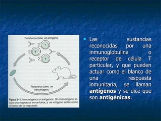 Las sustancias reconocidas por una inmunoglobulina o receptor de célula T particular, y que pueden actuar como el blanco de una respuesta inmunitaria, se llaman  antígenos  y se dice que son  antigénicas . 