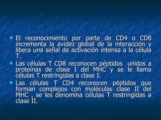 El reconocimiento por parte de CD4 o CD8 incrementa la avidez global de la interacción y libera una señal de activación intensa a la célula T. Las células T CD8 reconocen péptidos  unidos a proteínas de clase I del MHC y se le llama células T restringidas a clase I. Las células T CD4 reconocen péptidos que forman complejos con moléculas clase II del MHC , se les denomina células T restringidas a clase II.  