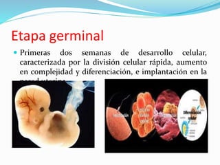  Primeras dos semanas de desarrollo celular,
caracterizada por la división celular rápida, aumento
en complejidad y diferenciación, e implantación en la
pared uterina.
Etapa germinal
 