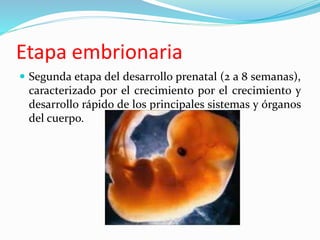  Segunda etapa del desarrollo prenatal (2 a 8 semanas),
caracterizado por el crecimiento por el crecimiento y
desarrollo rápido de los principales sistemas y órganos
del cuerpo.
Etapa embrionaria
 