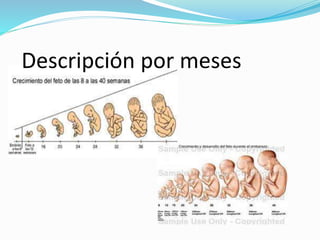 Descripción por meses
 