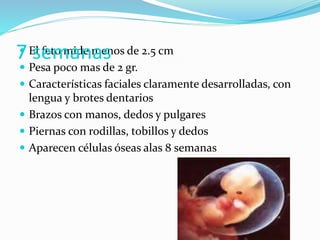  El feto mide menos de 2.5 cm
 Pesa poco mas de 2 gr.
 Características faciales claramente desarrolladas, con
lengua y brotes dentarios
 Brazos con manos, dedos y pulgares
 Piernas con rodillas, tobillos y dedos
 Aparecen células óseas alas 8 semanas
7 semanas
 