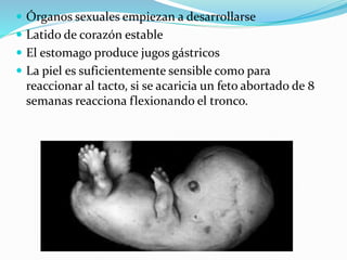  Órganos sexuales empiezan a desarrollarse
 Latido de corazón estable
 El estomago produce jugos gástricos
 La piel es suficientemente sensible como para
reaccionar al tacto, si se acaricia un feto abortado de 8
semanas reacciona flexionando el tronco.
 