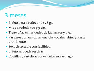  El feto pesa alrededor de 28 gr.
 Mide alrededor de 7.5 cm.
 Tiene uñas en los dedos de las manos y pies.
 Parparos aun cerrados, cuerdas vocales labios y nariz
prominente.
 Sexo detectable con facilidad
 El feto ya puede respirar
 Costillas y vertebras convertidas en cartilago
3 meses
 