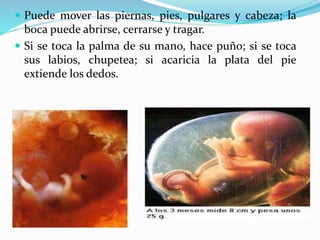 Puede mover las piernas, pies, pulgares y cabeza; la
boca puede abrirse, cerrarse y tragar.
 Si se toca la palma de su mano, hace puño; si se toca
sus labios, chupetea; si acaricia la plata del pie
extiende los dedos.
 