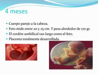 Cuerpo parejo a la cabeza.
 Feto mide entre 20 y 25 cm. Y pesa alrededor de 170 gr.
 El cordón umbilical tan largo como el feto.
 Placenta totalmente desarrollada.
4 meses
 