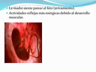  La madre siente patear al feto (avivamiento).
 Actividades reflejas más enérgicas debido al desarrollo
muscular.
 