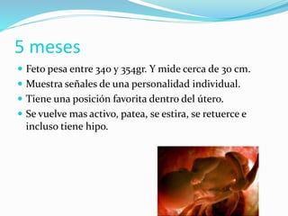  Feto pesa entre 340 y 354gr. Y mide cerca de 30 cm.
 Muestra señales de una personalidad individual.
 Tiene una posición favorita dentro del útero.
 Se vuelve mas activo, patea, se estira, se retuerce e
incluso tiene hipo.
5 meses
 