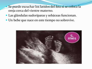  Se puede escuchar los latidos del feto si se coloca la
oreja cerca del vientre materno.
 Las glándulas sudoríparas y sebáceas funcionan.
 Un bebe que nace en este tiempo no sobrevive.
 