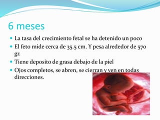 La tasa del crecimiento fetal se ha detenido un poco
 El feto mide cerca de 35.5 cm. Y pesa alrededor de 570
gr.
 Tiene deposito de grasa debajo de la piel
 Ojos completos, se abren, se cierran y ven en todas
direcciones.
6 meses
 