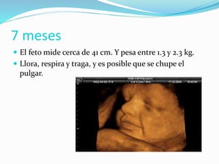  El feto mide cerca de 41 cm. Y pesa entre 1.3 y 2.3 kg.
 Llora, respira y traga, y es posible que se chupe el
pulgar.
7 meses
 