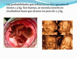  Las probabilidades que sobreviva un feto que pesa al
menos 1.5 kg. Son buenas, se necesita tenerlo en
incubadora hasta que alcance un peso de 2.3 kg.
 