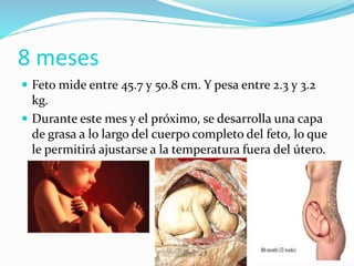  Feto mide entre 45.7 y 50.8 cm. Y pesa entre 2.3 y 3.2
kg.
 Durante este mes y el próximo, se desarrolla una capa
de grasa a lo largo del cuerpo completo del feto, lo que
le permitirá ajustarse a la temperatura fuera del útero.
8 meses
 