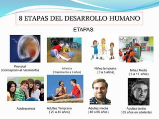 Prenatal
(Concepción al nacimiento)
Infancia
( Nacimiento a 3 años)
Niñez temprana
( 3 a 6 años)
ETAPAS
Adolescencia Adultez Temprana
( 20 a 40 años)
Adultez media
( 40 a 65 años)
Adultez tardía
( 65 años en adelante)
Niñez Media
( 6 a 11 años)
 