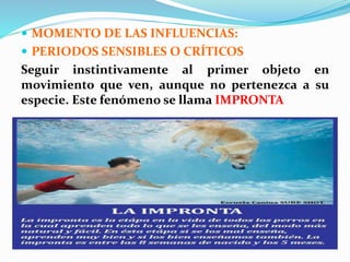  MOMENTO DE LAS INFLUENCIAS:
 PERIODOS SENSIBLES O CRÍTICOS
Seguir instintivamente al primer objeto en
movimiento que ven, aunque no pertenezca a su
especie. Este fenómeno se llama IMPRONTA
 