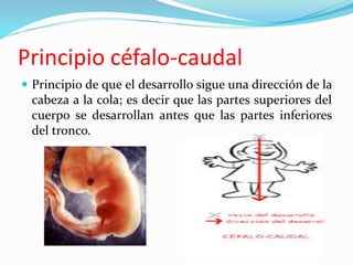  Principio de que el desarrollo sigue una dirección de la
cabeza a la cola; es decir que las partes superiores del
cuerpo se desarrollan antes que las partes inferiores
del tronco.
Principio céfalo-caudal
 