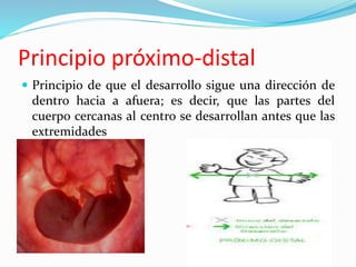 Principio de que el desarrollo sigue una dirección de
dentro hacia a afuera; es decir, que las partes del
cuerpo cercanas al centro se desarrollan antes que las
extremidades
Principio próximo-distal
 