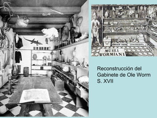 Reconstrucción del
Gabinete de Ole Worm
S. XVII
 
