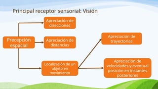 Principal receptor sensorial: Visión
Precepción
espacial
Apreciación de
distancias
Localización de un
objeto en
movimiento
Apreciación de
direcciones
Apreciación de
trayectorias
Apreciación de
velocidades y eventual
posición en instantes
posteriores
 
