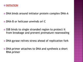  INITIATION
 DNA binds around initiator protein complex DNA-A
 DNA-B or helicase unwinds ori C
 SSB binds to single stranded region to protect it
from breakage and prevent premature reannealing
 DNA gyrase relives stress ahead of replication fork
 DNA primer attaches to DNA and synthesis a short
RNA primer
 