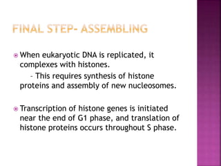  When eukaryotic DNA is replicated, it
complexes with histones.
– This requires synthesis of histone
proteins and assembly of new nucleosomes.
 Transcription of histone genes is initiated
near the end of G1 phase, and translation of
histone proteins occurs throughout S phase.
 