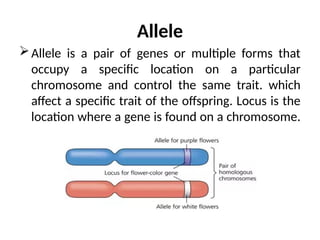 Concept of allele.pptx it is the topic about allele | PPTX