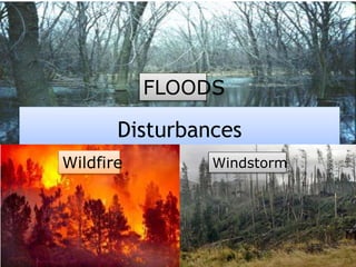 Disturbances
FLOODS
Wildfire Windstorm
 