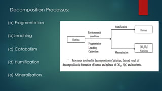 Decomposition Processes:
(a) Fragmentation
(b)Leaching
(c) Catabolism
(d) Humification
(e) Mineralisation
 