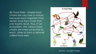 (B) Food Web - Simple food
chains are very rare in nature
because each organism may
obtain food from more than
one trophic level. Thus, in an
ecosystem, the various food
chains are interconnected to
each other to form a network
called food web.
Source – google images
 