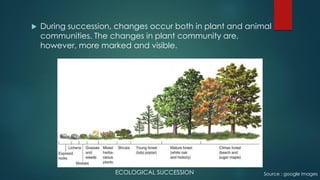  During succession, changes occur both in plant and animal
communities. The changes in plant community are,
however, more marked and visible.
Source : google images
ECOLOGICAL SUCCESSION
 