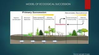 MODEL OF ECOOGICAL SUCCESSION
Source: google images
 