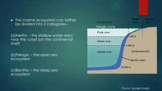  The marine ecosystem can further
be divided into 3 categories –
(a)Neritic – the shallow water area
near the coast (on the continental
shelf)
(b)Pelagic – the open sea
ecosystem
(c)Benthic – the deep sea
ecosystem
Pelagic Zone
Source : google images
 