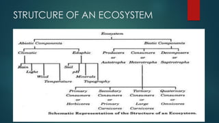 STRUTCURE OF AN ECOSYSTEM
 
