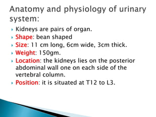  Kidneys are pairs of organ.
 Shape: bean shaped
 Size: 11 cm long, 6cm wide, 3cm thick.
 Weight: 150gm.
 Location: the kidneys lies on the posterior
abdominal wall one on each side of the
vertebral column.
 Position: it is situated at T12 to L3.
 