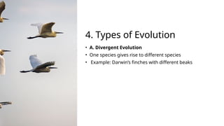 Comprehensive Overview of Evolution: Mechanisms, Types, and Real-Life ...