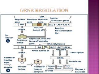 Concept of gene | PPT