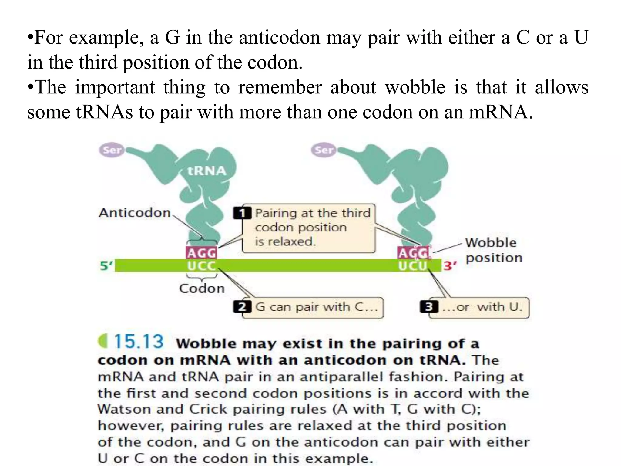 •For example, a G in the anticodon may pair with either a C or a U
in the third position of the codon.
•The important thing to remember about wobble is that it allows
some tRNAs to pair with more than one codon on an mRNA.
 